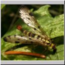 Panorpa cf vulgaris - Skorpionsfliege m01.jpg